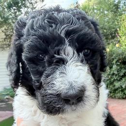 Trixie - Parti female Goldendoodle puppy in Wake Forest, North Carolina from Wake Forest Darling Doodles