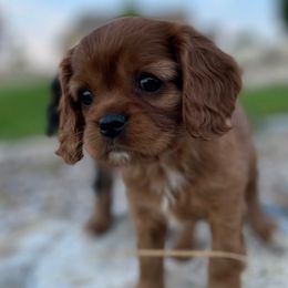 Bingo - Cavalier King Charles Spaniel puppy in Tremonton, Utah from Sage Hill Cavaliers