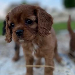 Bingo - Cavalier King Charles Spaniel puppy in Tremonton, Utah from Sage Hill Cavaliers