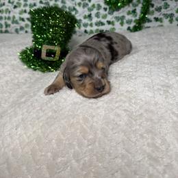 Flint - Dapple male Dachshund puppy in Blackfoot, Idaho from 208 Weenies