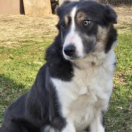 Rosie - Border Collie