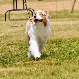 Australian Shepherd All Grown Up from Petrichor Australian Shepherds