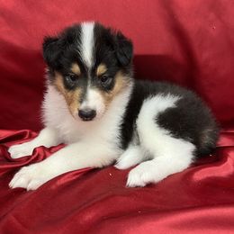 Palmhaven - Black white and tan female Collie puppy in Groveland, Florida from Palmhaven Collies
