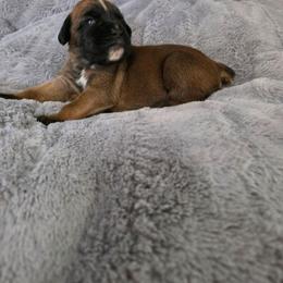 Dana - Fawn female Boxer puppy in Thompson, Pennsylvania from Moonlitboxers