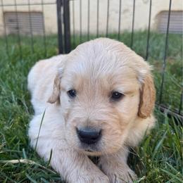 Boy 3 - Light golden male Golden Retriever puppy in San Jacinto, California from Golden Retriever Puppy Bliss