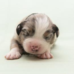 Jett - Blue merle male Miniature Australian Shepherd puppy in Lacombe, Louisiana from Indigo River Aussies