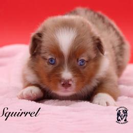 Squirrel - Red merle female Miniature Australian Shepherd puppy in Weeki Wachee, Florida from Arlington's Mini Aussies