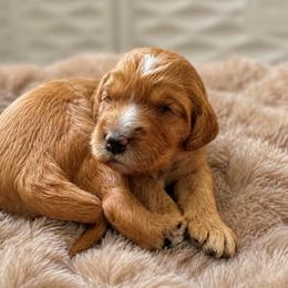 Clementine - Red  female Goldendoodle puppy in Rocky Point, North Carolina from CelticDoods