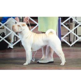 Chinese Shar-Pei Puppies from Willo Shar-Pei
