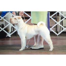 Chinese Shar-Pei Puppies from Willo Shar-Pei