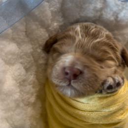 Mogul - Apricot male Goldendoodle puppy in Gilbert, Arizona from Sunny Doodles