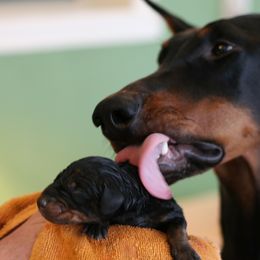 Doberman Pinscher Puppies from Laurel Vail