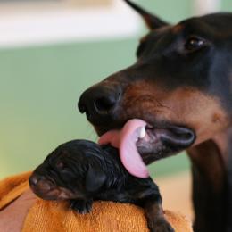 Doberman Pinscher Puppies from Laurel Vail