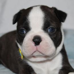Maddie - Brindle and white female Boston Terrier puppy in Brooksville, Florida from I Love Pups