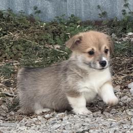 Sneezy - Fawn male Pembroke Welsh Corgi puppy in Stephenville, Texas from Rising JM Pembrokes