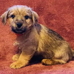Orange Collar Male - Red male Norfolk Terrier puppy in Bristol, Tennessee from Holston Hollow Farm