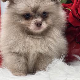 Cinnamon - Chocolate merle female Pomeranian puppy in Brentwood, California from Royalpawpoms