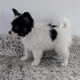 Cotton - White and black male Papillon puppy in Dorset, Ohio from Classy Country Papillons