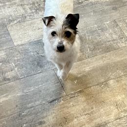 Sami - Russell Terrier