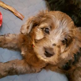 Aussiedoodle Puppies from North Idaho Miniature Aussiedoodles