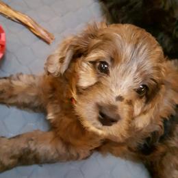 Aussiedoodle Puppies from North Idaho Miniature Aussiedoodles