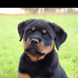 Rottweiler Puppies from Gottlïchen Rottweilers