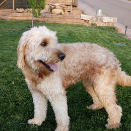 Nela - Goldendoodle