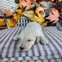 Poodle Puppies from Bettna poodle and doodles
