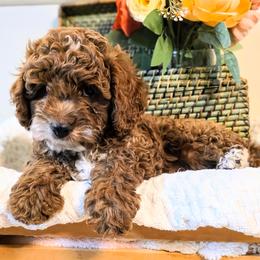 Royce - Red male Cavapoo puppy in Gunnison, Utah from Curls and Camo Pups