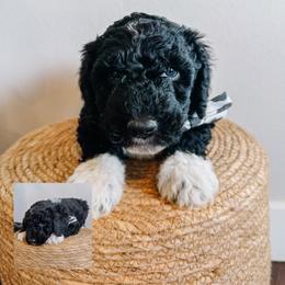 Turkey - Black and white male Sheepadoodle puppy in Republic, Missouri from DOOD & Co