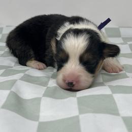 Lolli - Black and tan female Pembroke Welsh Corgi puppy in Waco, Texas from The Comma Corgis