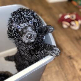 Poodle Puppies from Parapoodles