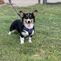 Pembroke Welsh Corgi puppies from Socattleranch’s Corgi’s