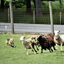 Pembroke Welsh Corgi Puppies from Outlands Corgis