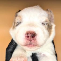 Raven3Girl3- RMF,LONGtail,AKC,OFAs,Genetics - Red merle female Australian Shepherd puppy in South Hill, Virginia from Silverside Aussies LLC