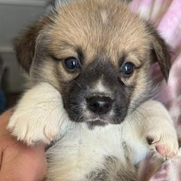 Billy - Sable male Pembroke Welsh Corgi puppy in Riverside, California from Four Aces Corgis