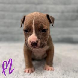 Girl 2 - Blue brindle female American Pit Bull Terrier puppy in Nine Mile Falls, Washington from Bartin Kennels