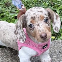 Dachshunds from Doxie R Us KY