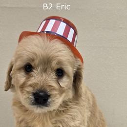 Boy 2 - Cream male Goldendoodle puppy in Milford, Michigan from Servant Kennel