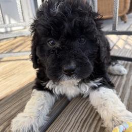 Angel - Black and white female Aussiedoodle puppy in Rochester, Massachusetts from Harmony Hill Doodles