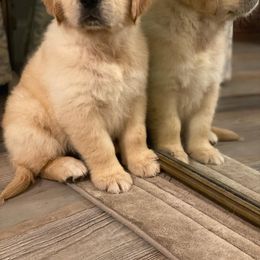 Golden Retriever Puppies from Homeward Bound Goldens