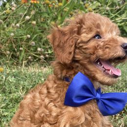 Damon - Red  Poodle puppy in Tennessee from Paige & Adele Poodles