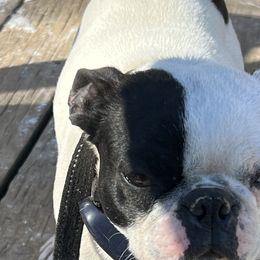 Boston Terriers and Pugs from Brenda's Puppies