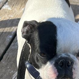 Boston Terriers and Pugs from Brenda's Puppies
