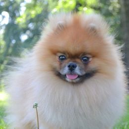 Dakin - Pomeranian