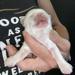 Jace - White male Morkie puppy in Taylorsville, North Carolina from Mountain Top Hot Tailz