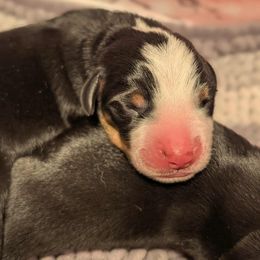 Blue boy - Black, white and red male Greater Swiss Mountain Dog puppy in Hockessin, Delaware from Simply Swissies
