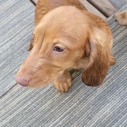 Dachshund Puppies from CLARK'S BREEDING PROGRAM