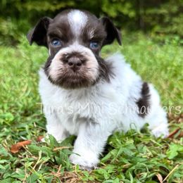 Boy 2 - Parti male Miniature Schnauzer puppy in Kentucky from Tyra's Mini Schnauzers