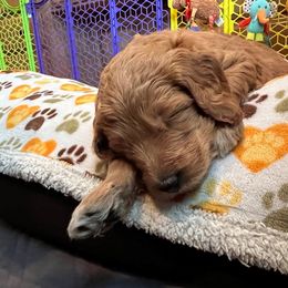 Goldendoodle Puppies from Lucky's Doodlez
